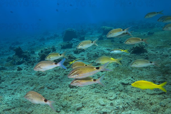 Mixed school of Goatfishes