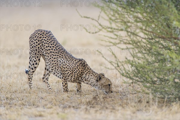 Cheetah (Acinonyx jubatus)