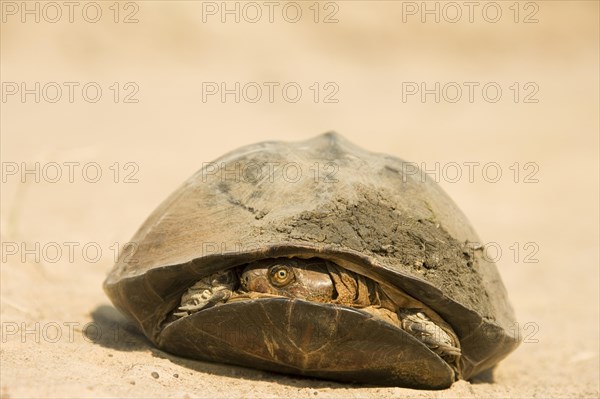 Pan Hinged Terrapin (Pelusios subniger)