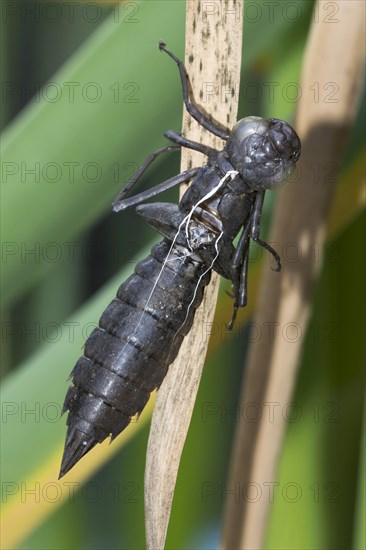 Exuvie of a dragonfly