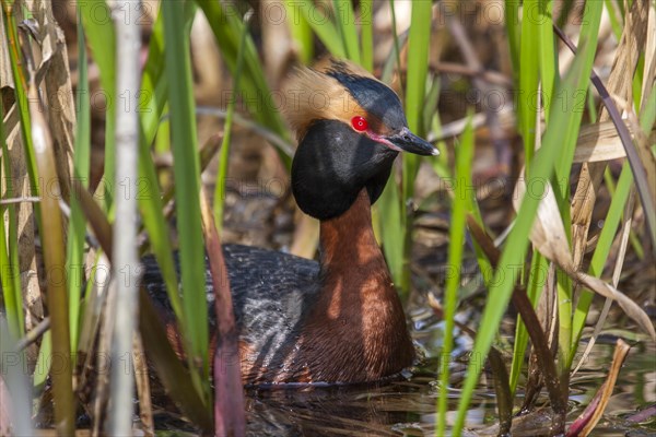 Horned Grebe (Podiceps auritus)