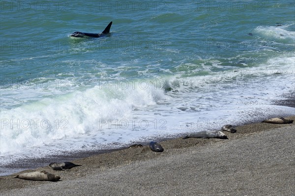 Killer whale (Orcinus orca) searching for prey in front of gravel bank with Southern elephant seals (Mirounga leonina)