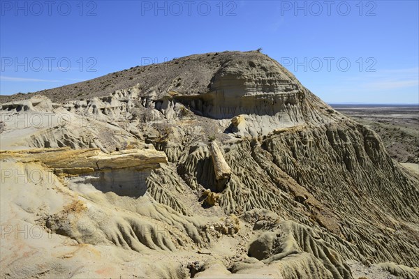 Petrified tree trunks exposed by erosion in the Petrified Forest