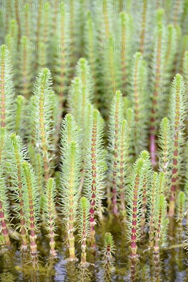 Common mare's tail (Hippuris vulgaris) in water