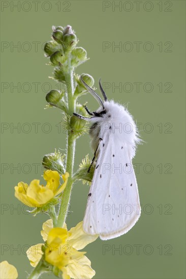 White ermine (Spilosoma lubricipeda)