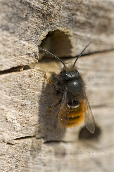 Hornfaced bee (Osmia cornuta)