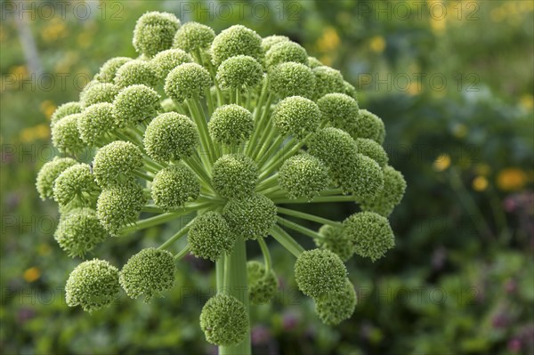 Angelica (Angelica archangelica)