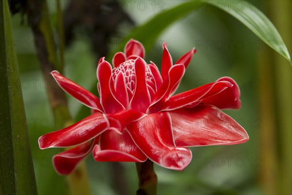 Red flower of Torch Ginger (Etlingera elatior)