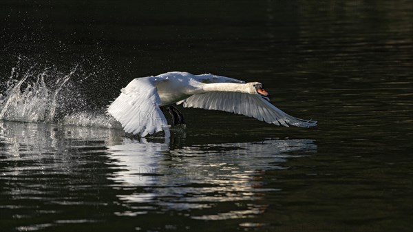 Mute swan (Cygnus olor)