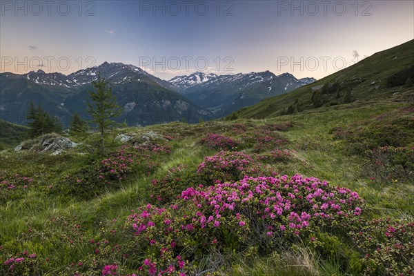 Hairy Alpenrose (Rhododendron hirsutum) on mountain meadow