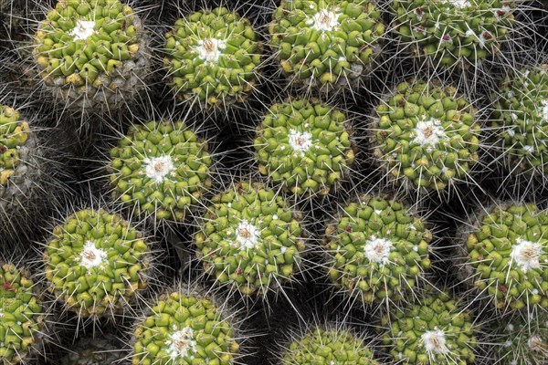 Mammillaria compressa (Mammillaria compressa)