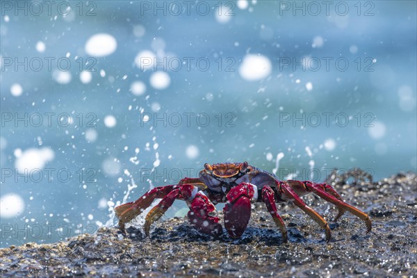 Red rock crab (Grapsus adscensionis) on wet rock