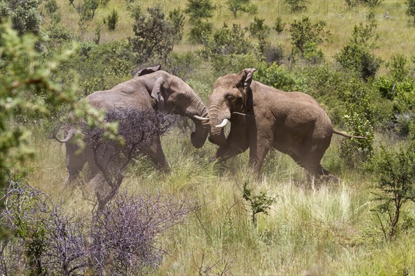 African Elephant (Loxodonta africana)