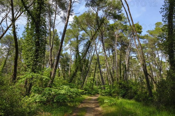 Pine forest