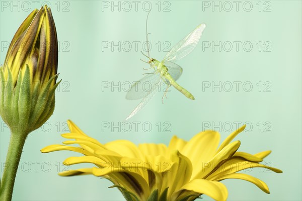 Common green lacewing (Chrysoperia carnea)