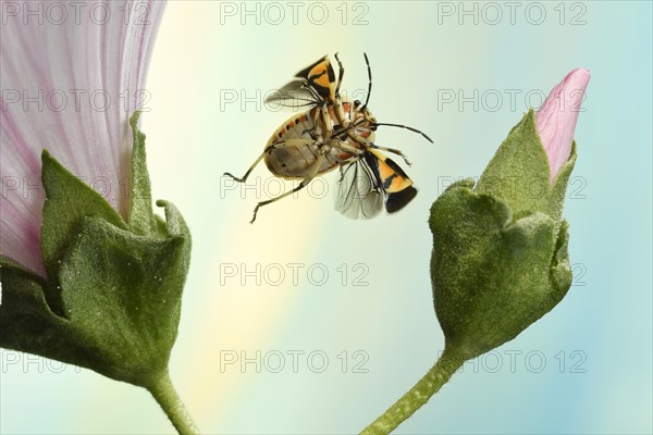 Eurydema ornata (Eurydema ornata)