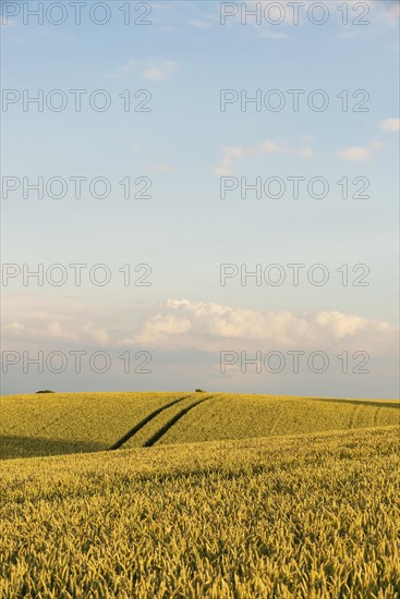 Wheatfield near Irschenhausen