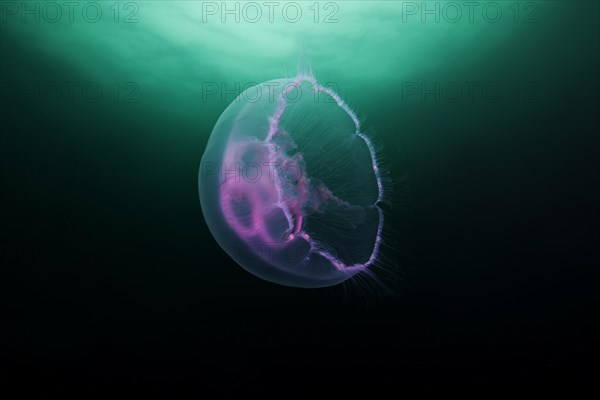 Common jellyfish (Aurelia aurita)