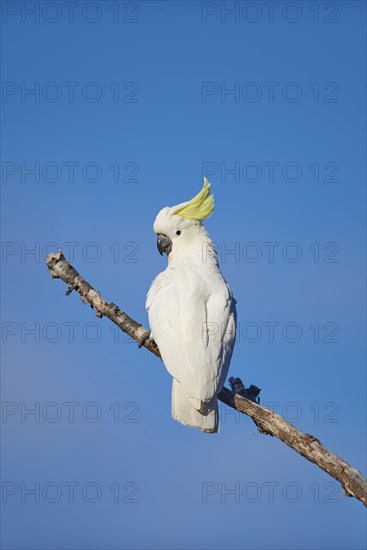 Sulphur-crested cockatoo (Cacatua galerita)