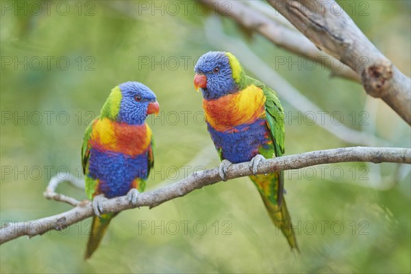 Rainbow lorikeets (Trichoglossus moluccanus)