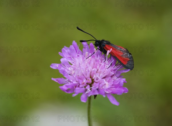 Transparent burnet (Zygaena purpuralis)