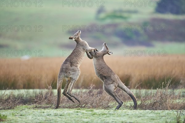 Eastern Gray Kangaroo (Macropus giganteus)