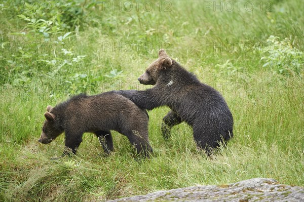 Two Eurasian brown bears (Ursus arctos arctos)