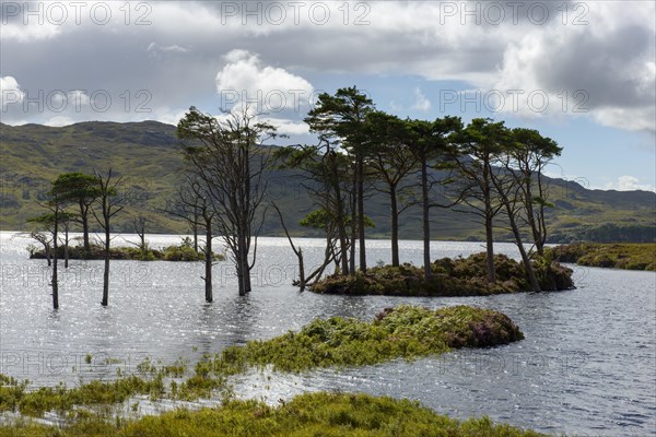 Dead trees at Loch Assynt