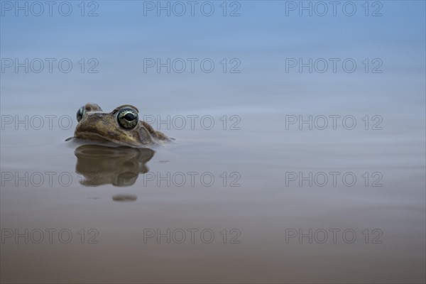 Common River Frog (Amieta quecketti)