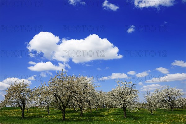 Flowering cherry trees