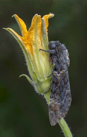 Death's head hawkmoth (Acherontia atropos)