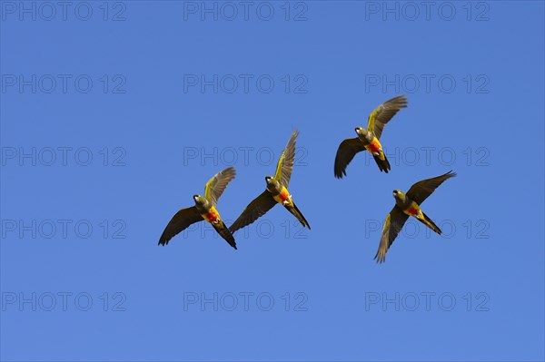 Burrowing Parrots (Cyanoliseus patagonus) in flight