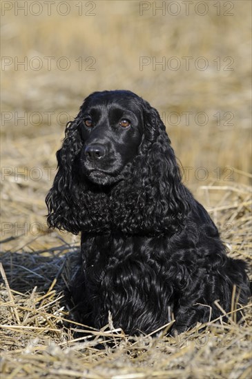 English Cocker Spaniel