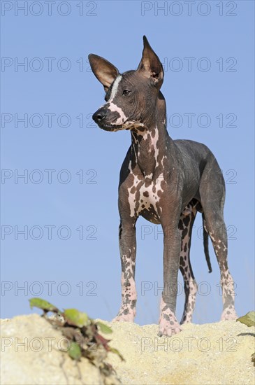 Perro sin pelo del Peru