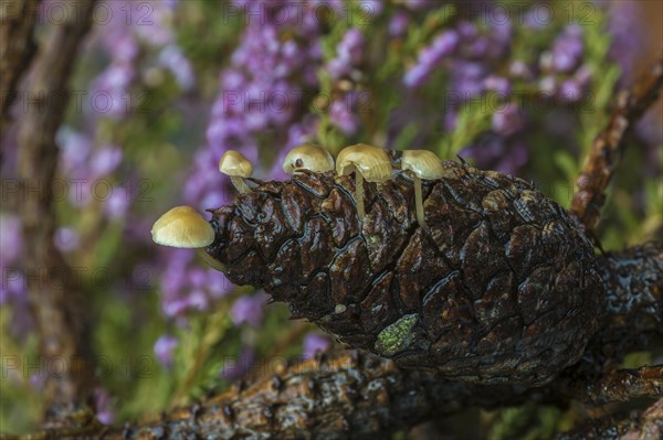 Conifer Cone Caps (Baeospora myosura)