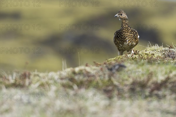 Rock Ptarmigan (Lagopus muta)