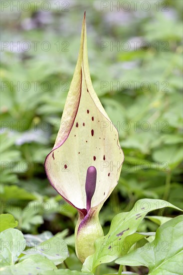 Wild arum (Arum maculatum)