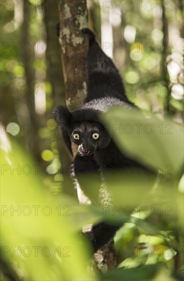 Indri (Indri indri) climbs the tree between leaves