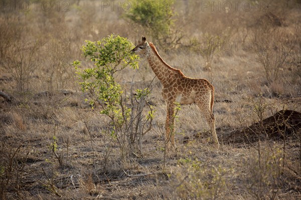 Southern giraffe (Giraffa camelopardalis giraffa)