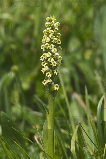 Small white orchid (Pseudorchis albida)