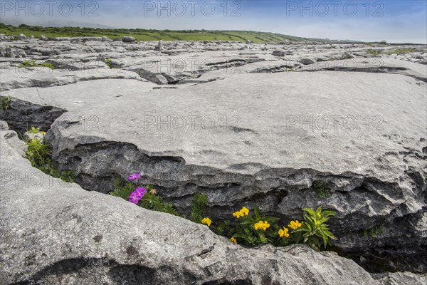 Bloody cranesbill (Geranium sanguineum) and Bird's-foot Trefoil (Lotus corniculatus) in Crevice