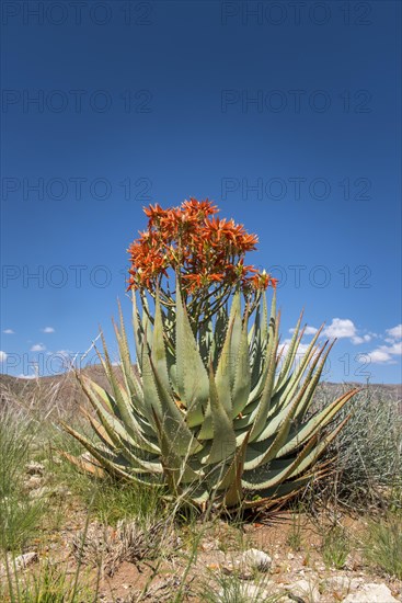 Red aloe (Aloe namibensis)