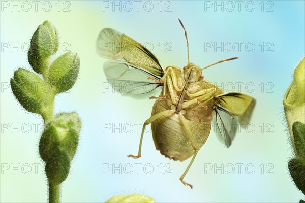 Green shield bug (Palomena prasina)