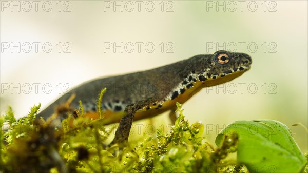 Alpine newt (Ichthyosaura alpestris)