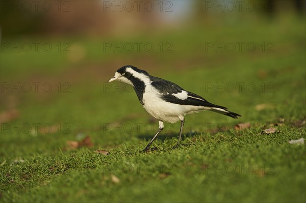 Magpie-lark (Grallina cyanoleuca)