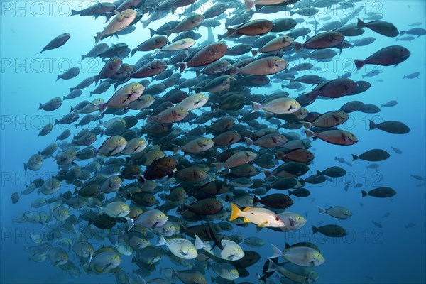 Schoolmaster snapper (Lutjanus apodus) associated with swarm Elongate Surgeonfish (Acanthurus mata)