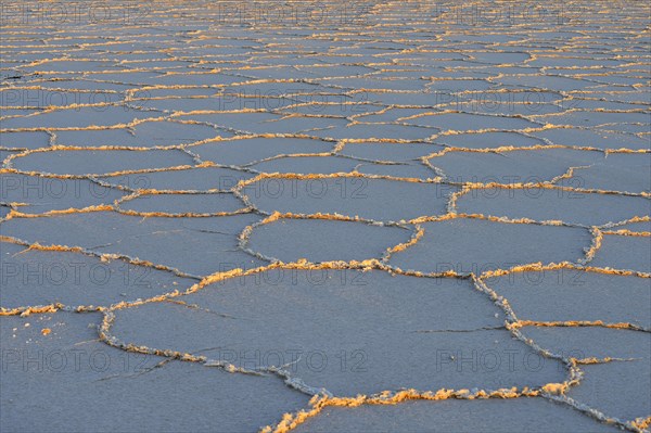 Honeycomb structure on the salt lake at sunrise