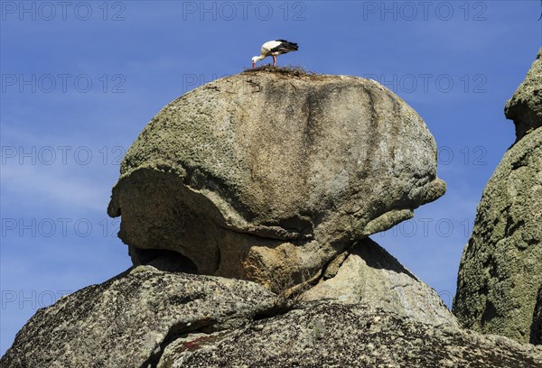 White stork (Ciconia ciconia) nesting on rocks