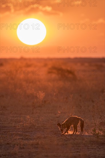 Bat-eared fox (Otocyon megalotis)