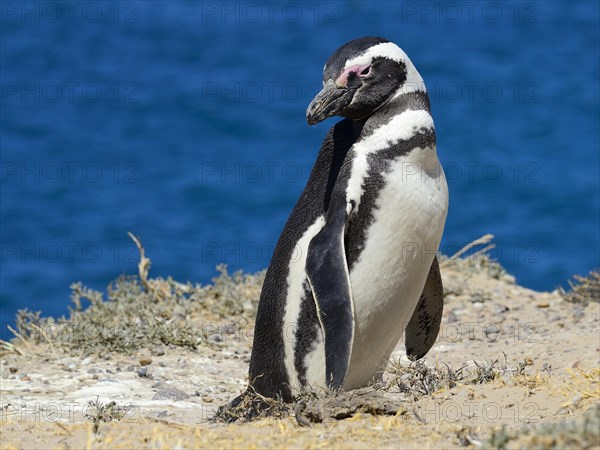 Magellanic penguin (Spheniscus magellanicus)